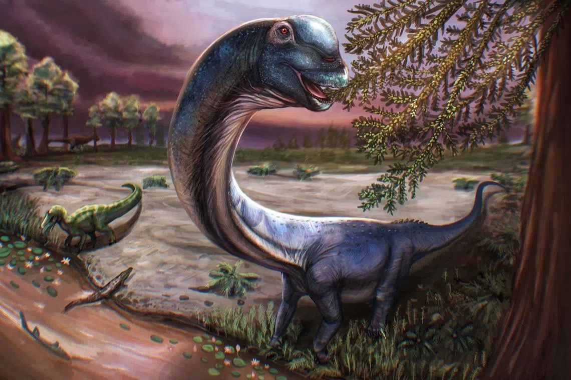 Artist reconstruction of the Cretaceous Period sauropod dinosaur Nagatitan chaiyaphumensis, whose fossils were unearthed in Thailand, seen in this illustration released on May 14, 2026. Nagatitan is the largest dinosaur ever found in Southeast Asia. - Photo: Reuters