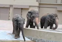 Parliamentary select committee seeks visit to elephants in Japan zoo