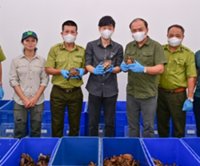Vietnam receives 28 rare turtles from South Korea under CITES cooperation