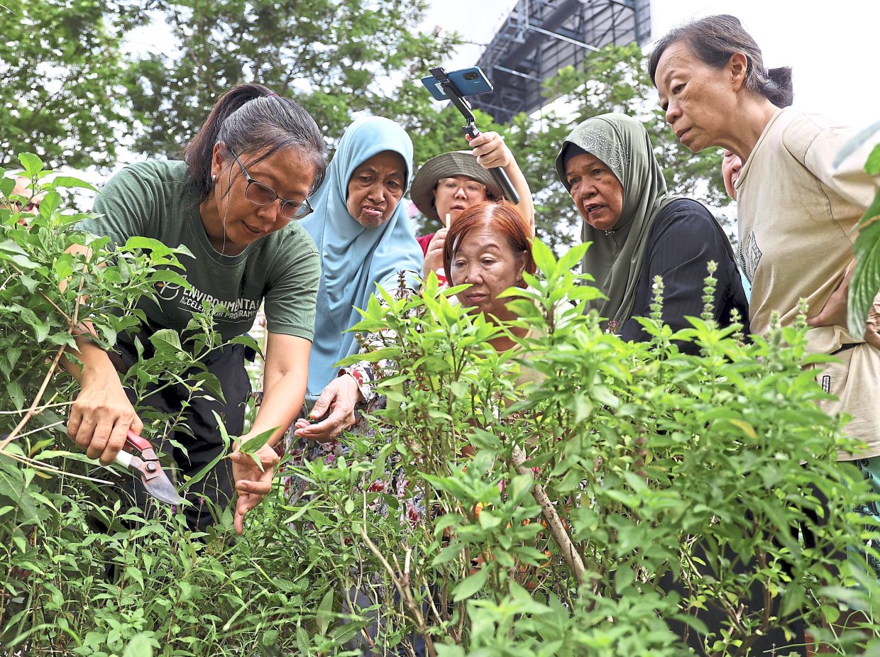 The group had gathered in a thriving space within the urban housing landscape, which has transformed what was once an underutilised common area into a flourishing “food forest”.