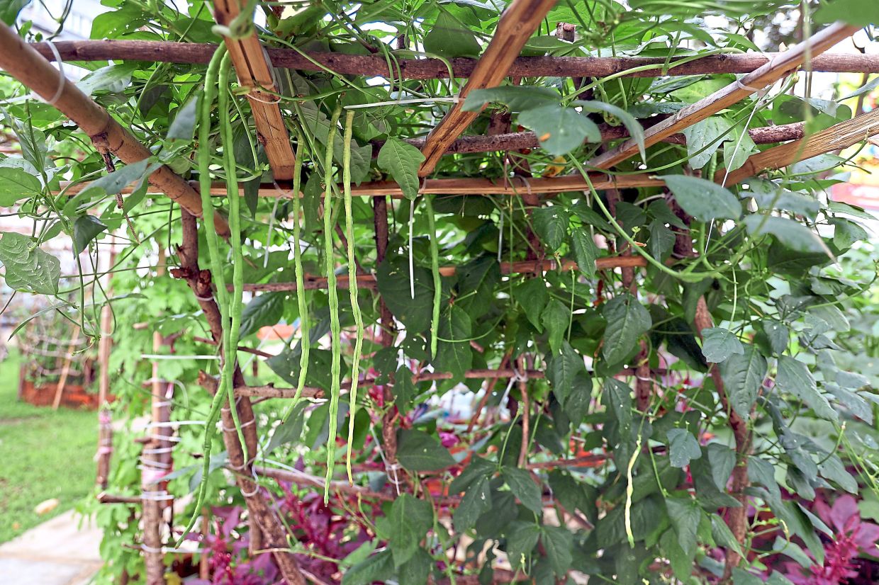 Fresh herbs, edible flowers and vegetables used for a healthy meal. Left: Long beans growing on a trellis at Razak Mansion Food Forest.
