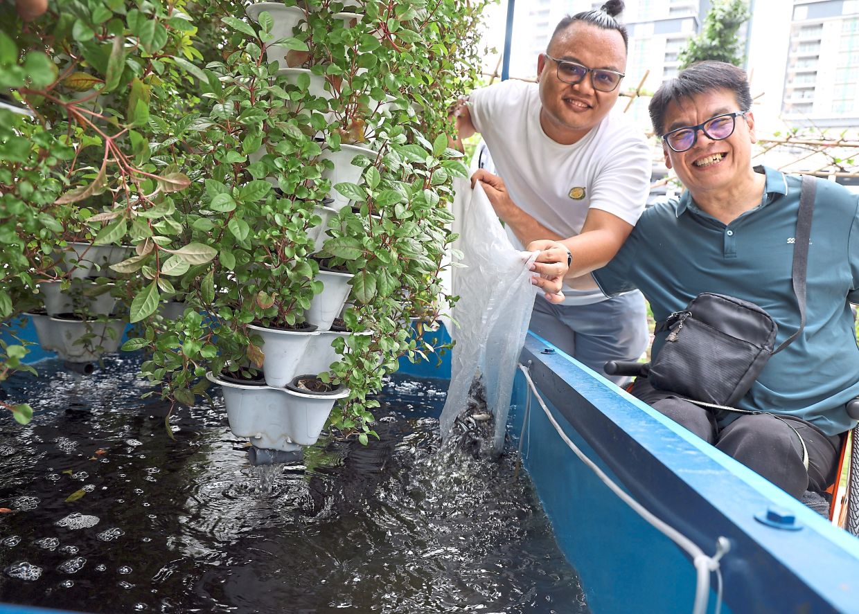 Tan (left) and agriculturalist and social entrepreneur Dr Billy Tang Chee Seng adding fish to the community garden aquaponics system.