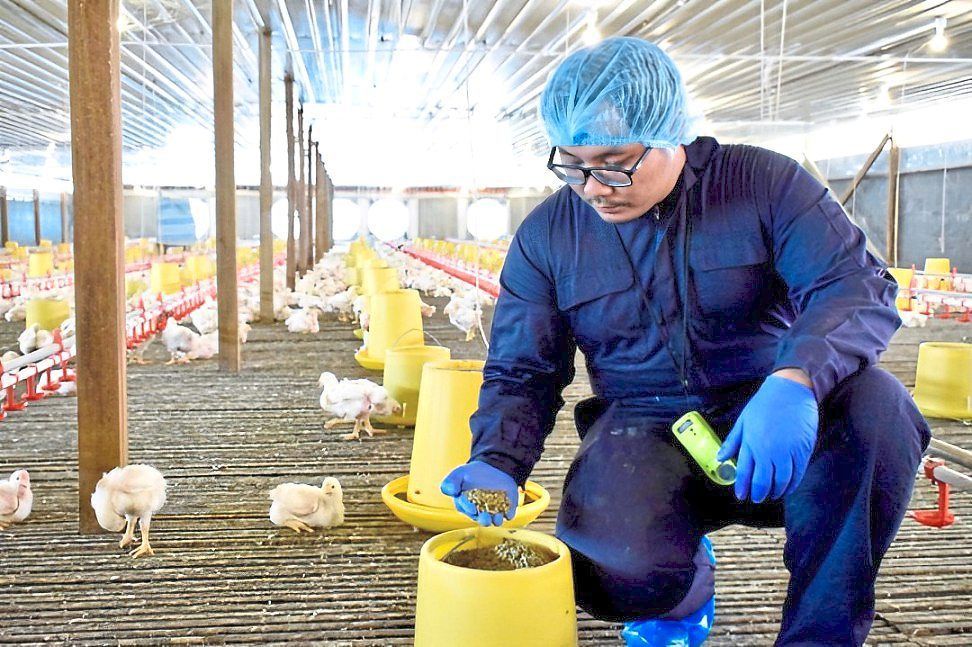 Livestock feed composition can influence the nutritional quality of animal products, and ultimately, human health. — Ayam Bismi