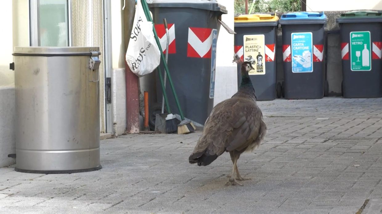 A wild peacock in a street of Punta Marina, north-eastern Italy.