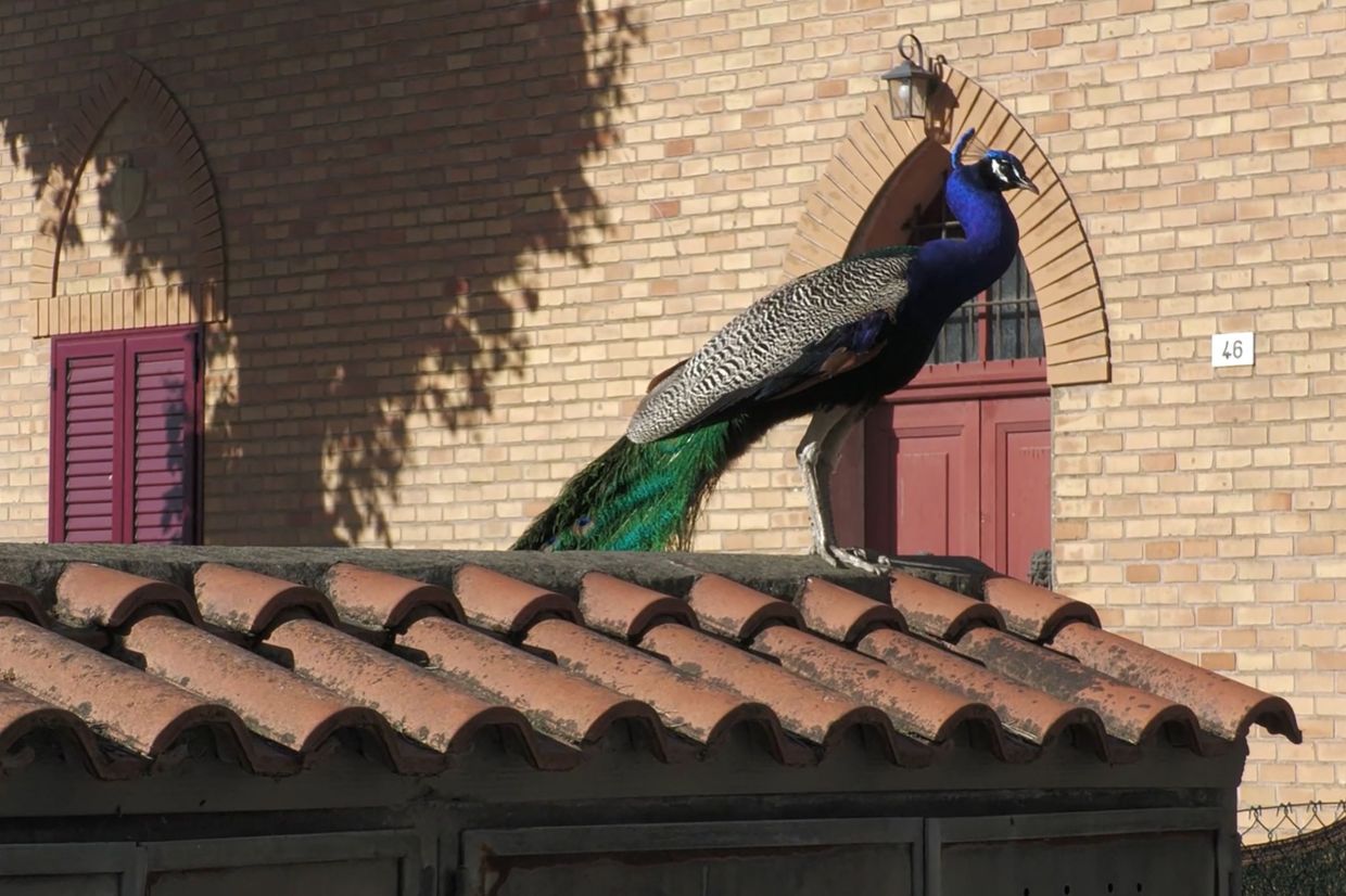 A wild peacock standing on a roof in Punta Marina, north-eastern Italy.