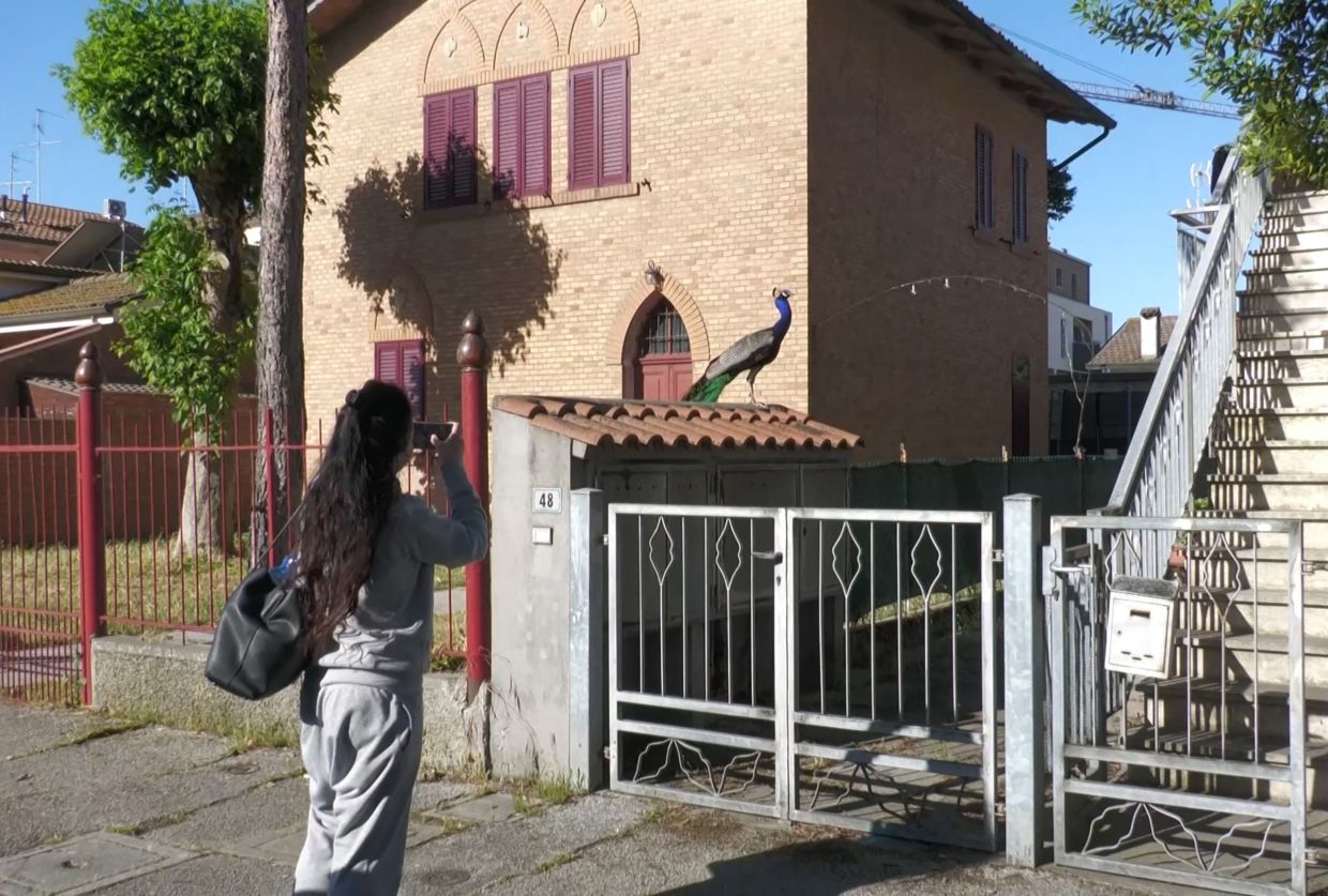 A pedestrian taking a picture of a wild peacock in Punta Marina, north-eastern Italy.