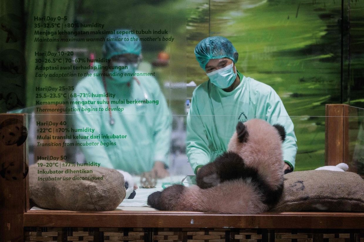 Veterinarians conduct a routine health check on Satrio Wiratama, meaning 'noble and brave knight' and known as Rio, a 170-day-old male giant panda cub, the first panda cub born in Indonesia from a couple brought from China in 2017, at the Panda Palace of Taman Safari Indonesia in Bogor, West Java, on Friday, May 15, 2026. -- Photo by Aditya Aji / AFP