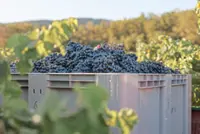 Fraud on the vine