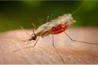 Laos seeks funding support to eliminate malaria by 2030 amid major progress