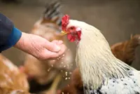 Reducing fat: We are what our food eats