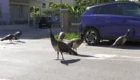 Wild peacocks bring delight (and despair) to Italian village