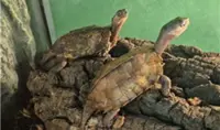 Vietnam repatriates 28 rare turtles from South Korea under CITES cooperation