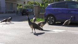 Wild peacocks bring delight (and despair) to Italian village