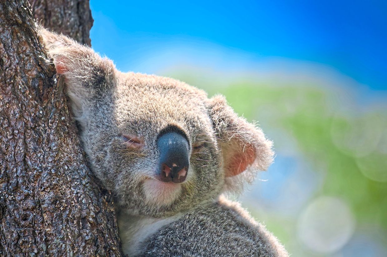 Taronga Zoo is home to thousands of wildlife.
