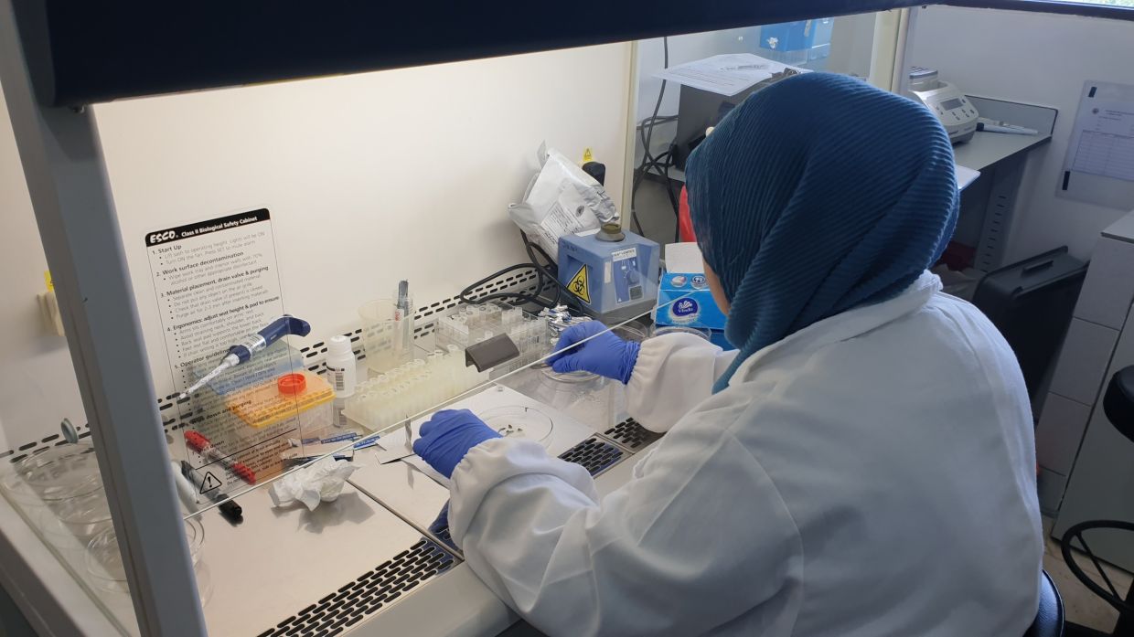 DNA extraction process at WHGFL.