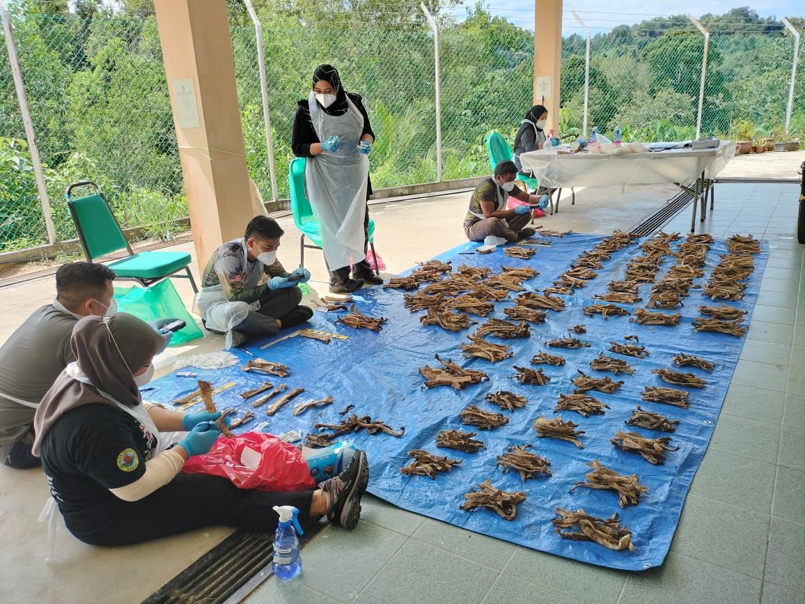 Sampling of dried sea turtle trachea tubes from a mass sea turtle product seizure.