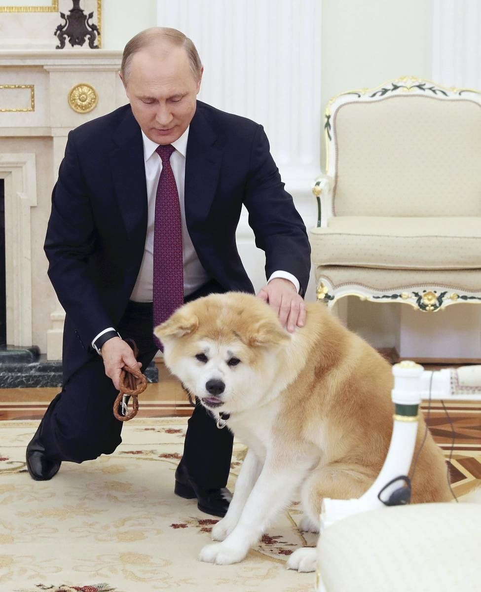 Russian President Vladimir Putin pets Yume, an Akita that Akita Prefecture gave to him in 2012, in Moscow in December 2016. - Photo: The Yomiuri Shimbun file