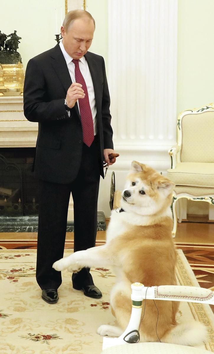 Yume begs Putin for food in December 2016. - Photo: The Yomiuri Shimbun file