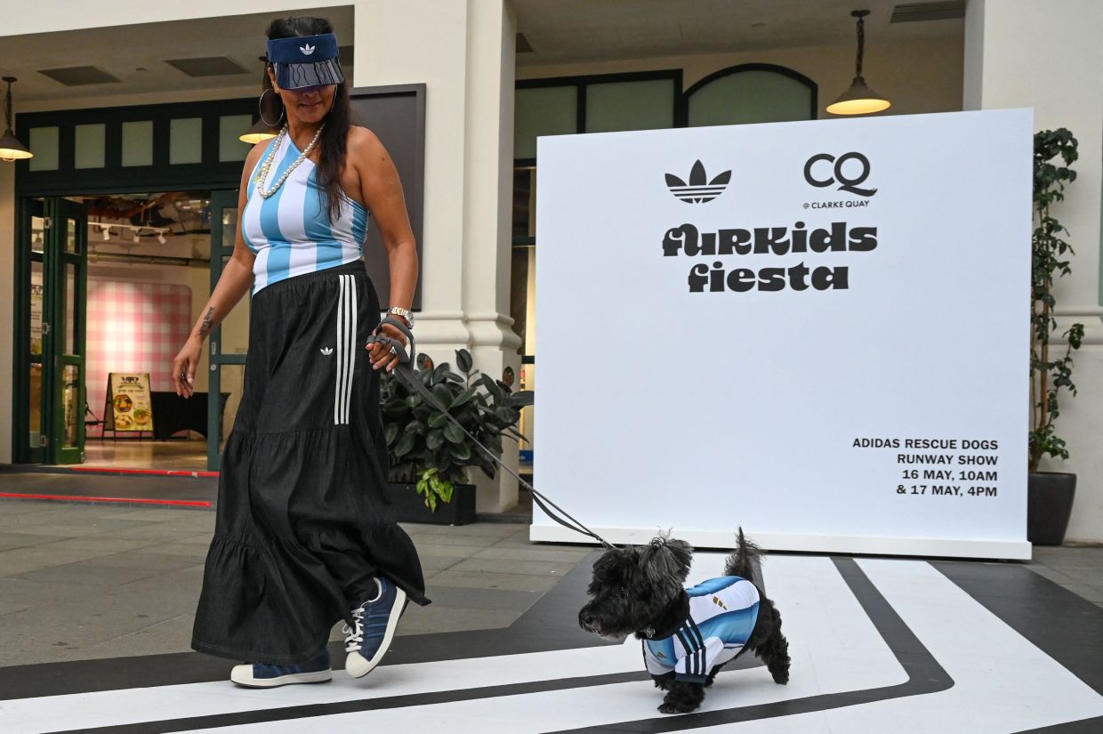 A pet owner walks with their dog wearing a football shirt at a runway show during a media preview of FurKids Fiesta, showcasing Adidas' first pet collection, in Singapore on Saturday, May 16, 2026. -- Photo by Roslan RAHMAN / AFP
