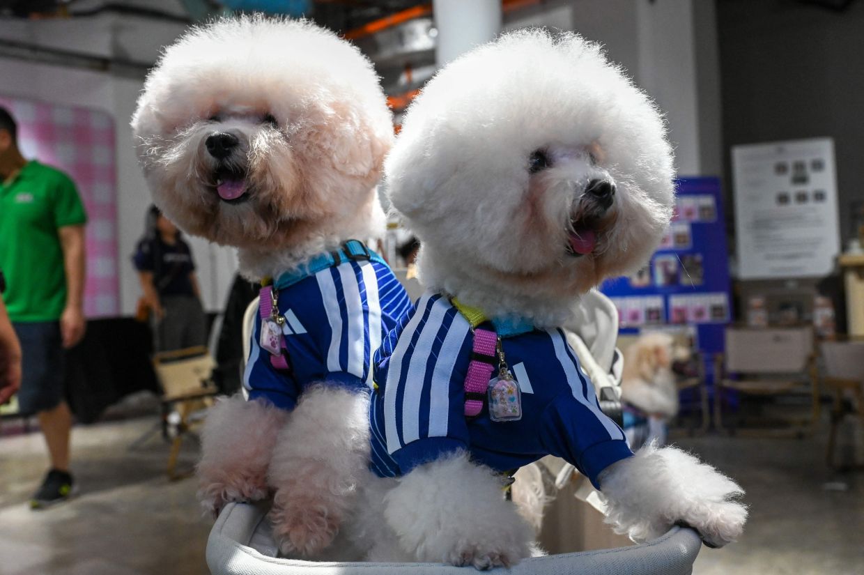 Pet dogs wearing matching football shirts are pictured during a media preview of FurKids Fiesta, showcasing Adidas' first pet collection, in Singapore on Saturday, May 16, 2026. -- Photo by Roslan RAHMAN / AFP