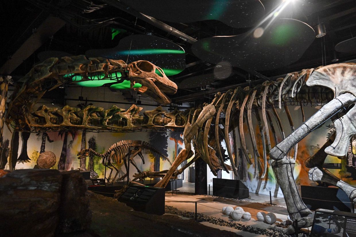 A model skeleton of Nagatitan chaiyaphumensis, Thailand's largest dinosaur, is pictured at the Thainosaur Museum in Bangkok on May 15, 2026. - Photo by Lillian SUWANRUMPHA / AFP
