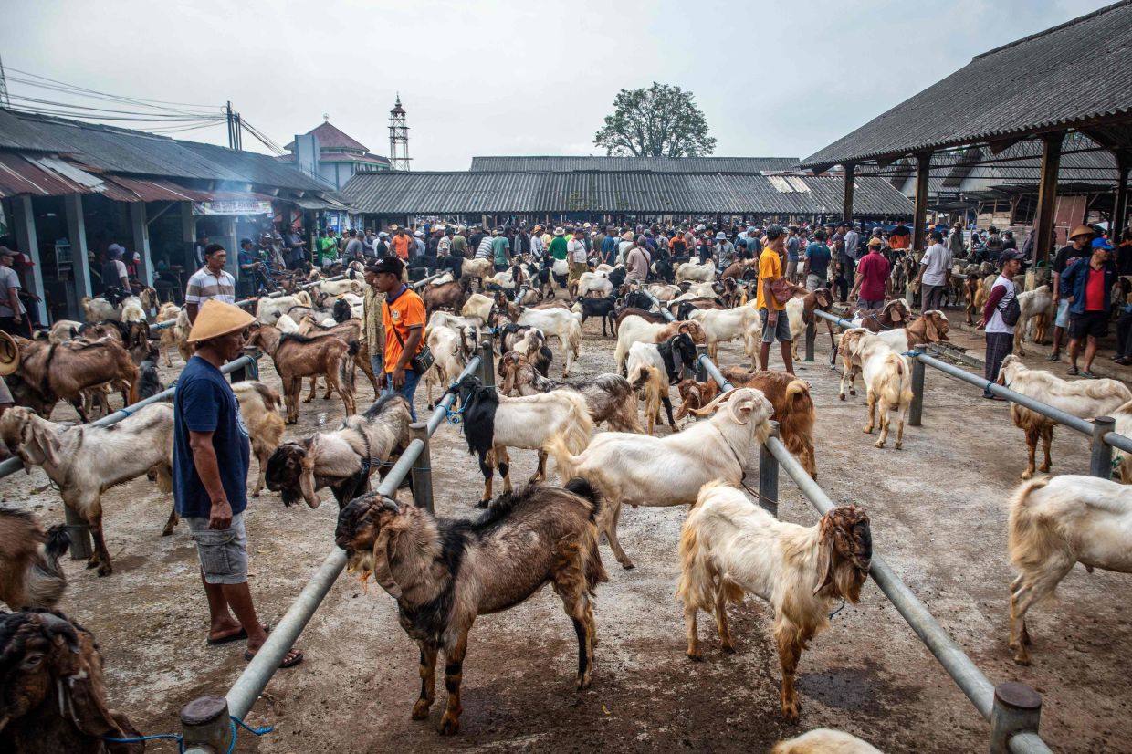 Goats are displayed for sale at a livestock market ahead of Eid al-Adha (Haro Raya Haji), the Muslim festival commemorating the willingness of Prophet Abraham to sacrifice his son in obedience to God, in Ambarawa, Central Java, on Saturday, May 16, 2026. -- Photo by DEVI RAHMAN / AFP
