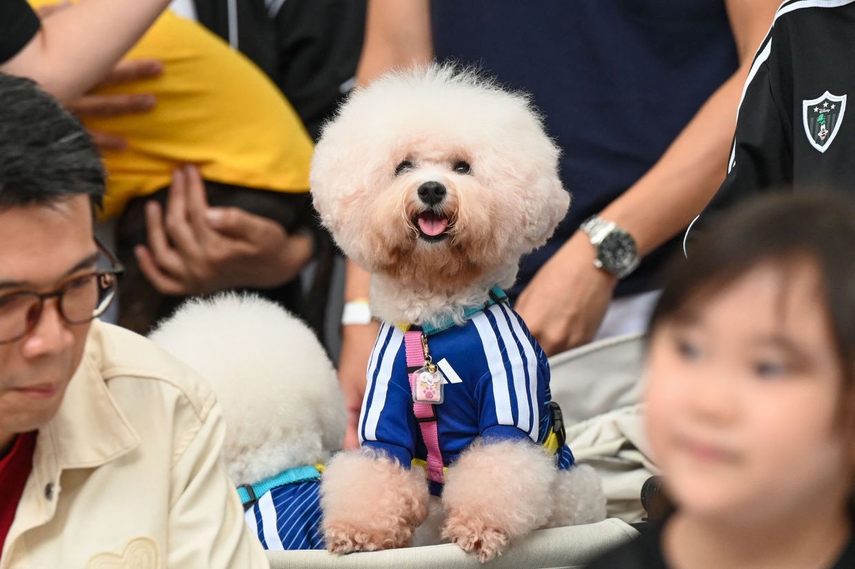 A pet dog wearing a football shirt is pictured during a media preview of FurKids Fiesta, showcasing Adidas' first pet collection, in Singapore on Saturday, May 16, 2026. -- Photo by Roslan RAHMAN / AFP