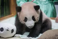 Indonesia's first giant panda is set to charm the public