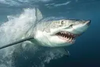 [UPDATE] Man killed by great white shark in western Australia