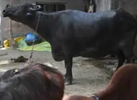 All cattle in Melaka to get its own QR code under state initiative