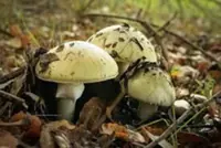 Nine Cambodian forest rangers fall ill after consuming wild fungi