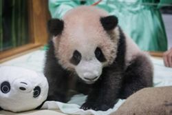 Indonesia's first giant panda is set to charm the public