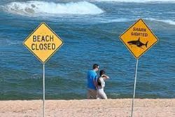 Man in critical condition after shark attack in western Australia