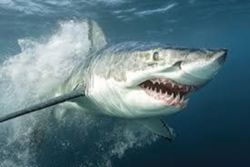 [UPDATE] Man killed by great white shark in western Australia
