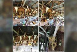 Ex-forest ranger arrested for possessing wildlife parts worth over half a million ringgit