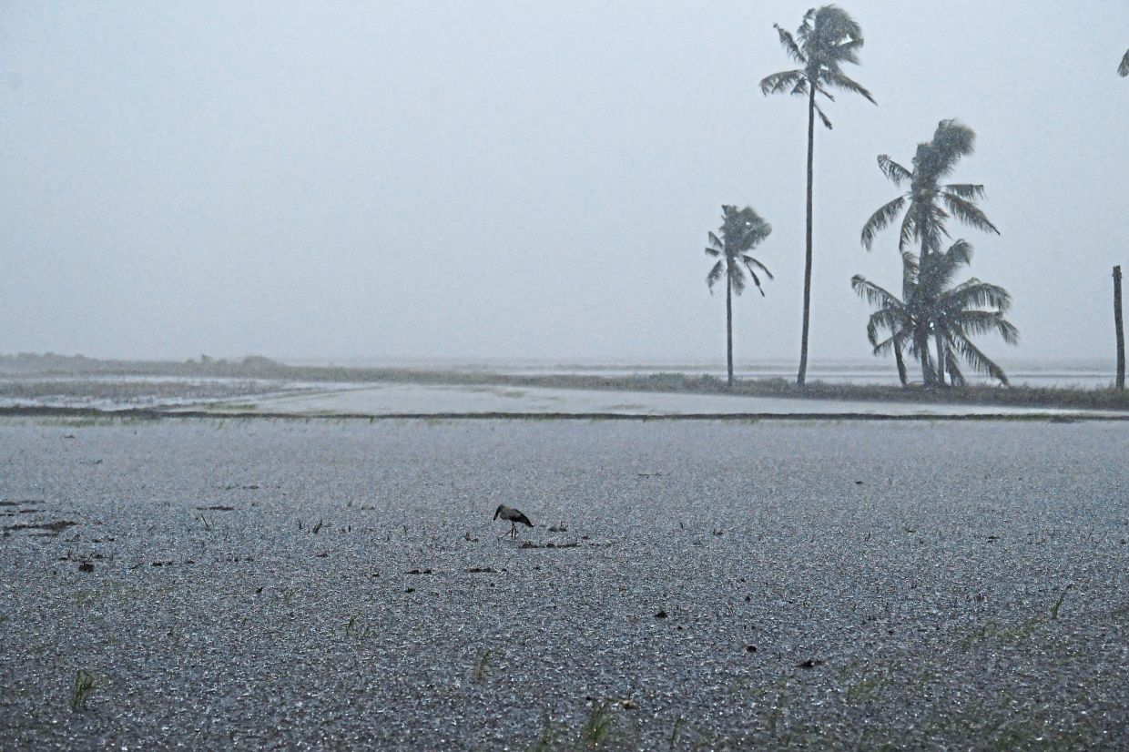 Erratic weather, swinging between scorching heat and torrential rain, is battering vegetable farms nationwide, raising concerns about supply disruptions.