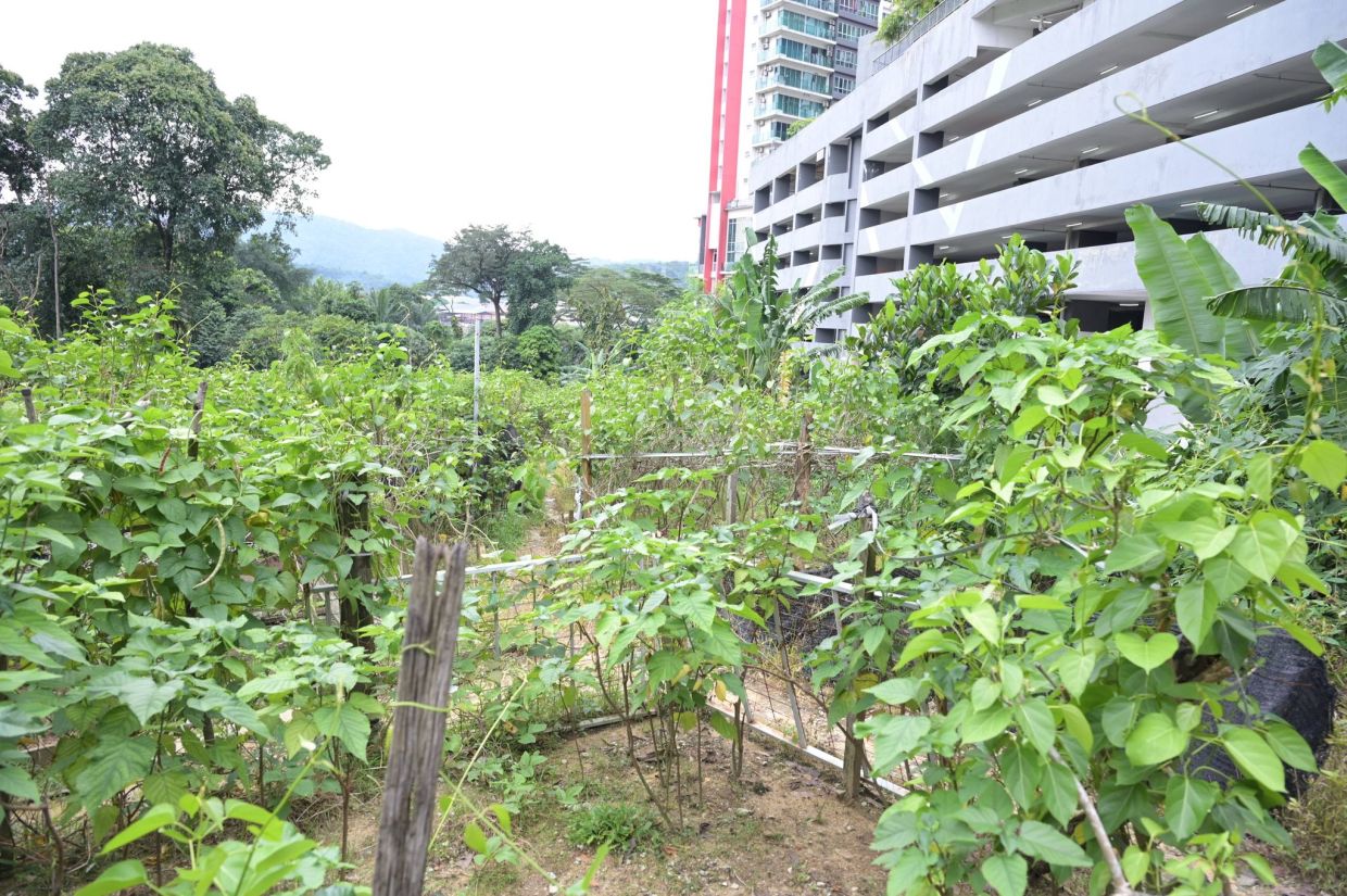 MBPJ has sealed off a farm believed to be illegally run by foreigners in Urban Park 3 in Jalan PJU 10, Damansara Damai, Petaling Jaya. - Courtesy photo