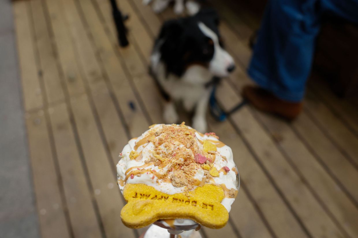 Marley, a Miniature American Shepherd dog, waits to eat a 'Vip Pup Cup' at 'Le Bonne Appart' dog cafe in Paris.