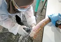 Sabah DNA lab joins wildlife trafficking fight 
