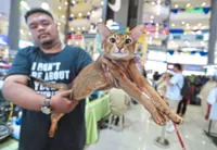 A fur-midable showcase of felines