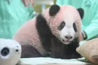 Let the panda-monium begin!