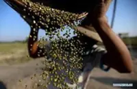 Myanmar strengthens food safety through GAP-certified farming