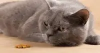 Cat feeding habits shaped by smell, says study