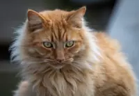 How to keep your cat happy while you are away on holiday