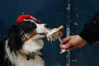 Paris pups lap up treats at dog-friendly bakeries and cafes
