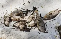 Alma residents worried by blackened water, dead fish at retention pond