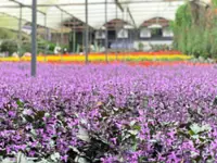 Cameron flower growers’ woes to be looked into, says Mat Sabu