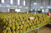 'We want the king of fruit, too': India to ease export requirements for Vietnamese durian