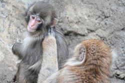 Japan arrests Americans over stunt at baby monkey Punch's zoo
