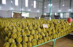 'We want the king of fruit, too': India to ease export requirements for Vietnamese durian